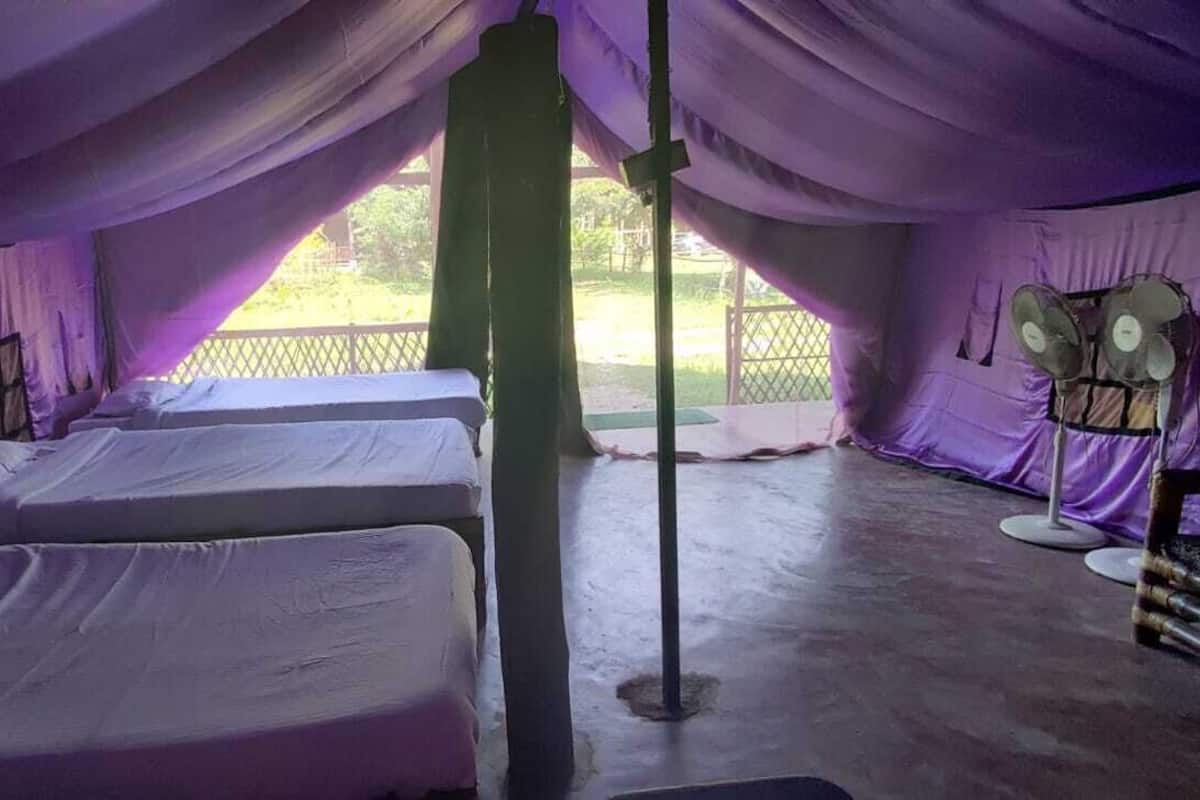 A room with three beds, purple curtains, a fan, and a view of the outdoors.