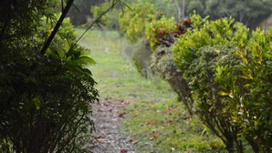 Un sendero estrecho de grava bordeado por una vegetación verde y densa.