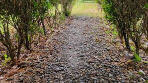 Un sendero bordeado por pequeñas rocas y densa vegetación verde.