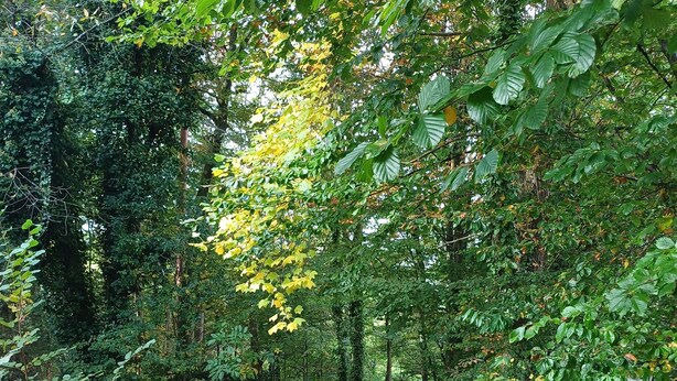 A cobblestone pathway through a lush, green forest. - Vacation apartment in the forest/ central location/ leisure facilities (Neunkirchen)