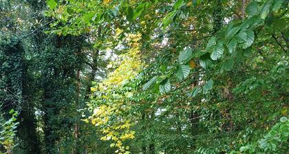 Ferienwohnung im Wald/ ZentraleLage/Freizeitmöglichkeiten