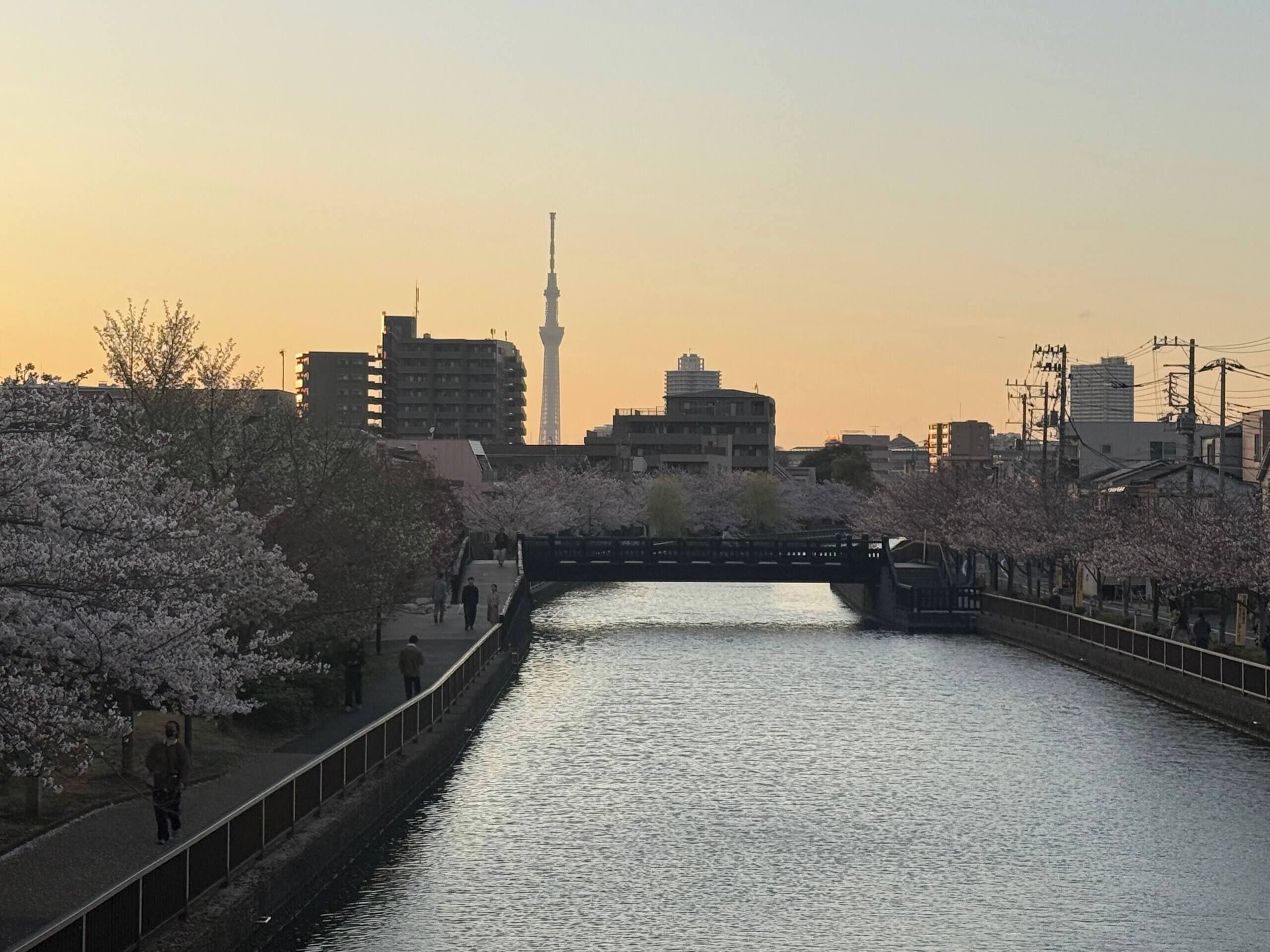 A river with a bridge, cherry blossoms, and a cityscape with a prominent tower in the background.
