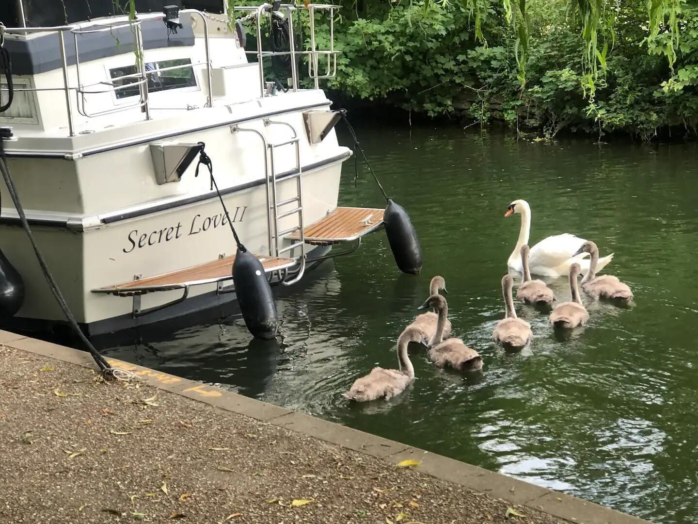A boat named 'Secret Love II' docked at a pier with swans and cygnets swimming nearby.