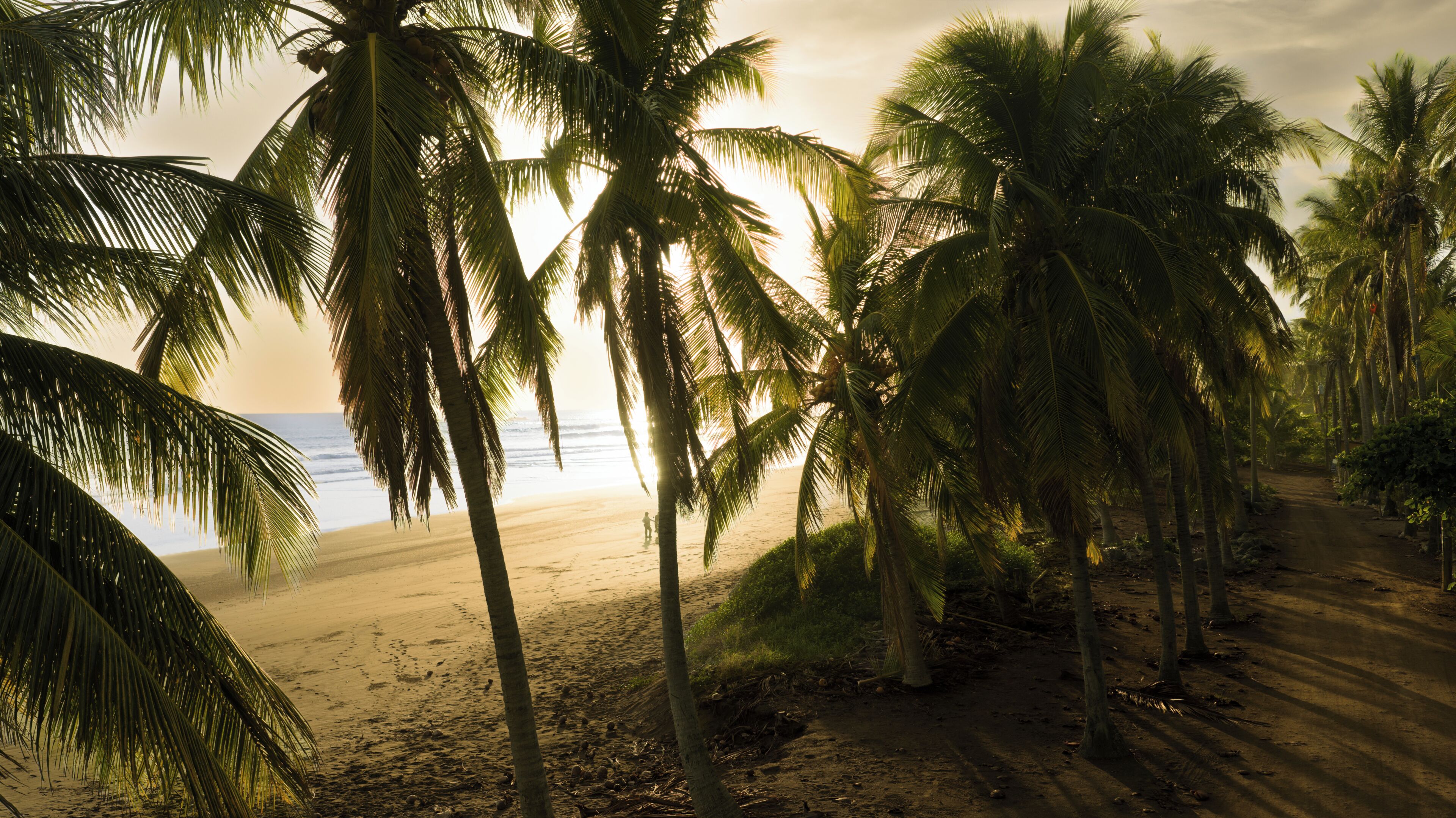 A beach with palm trees and a path leading to the water.