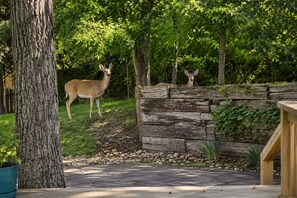 Property grounds - Country Comfort - Spacious Brownwood Home (Early)