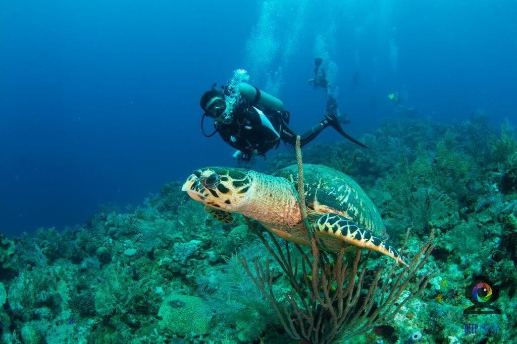 A diver and a sea turtle in an underwater scene with coral and marine plants.