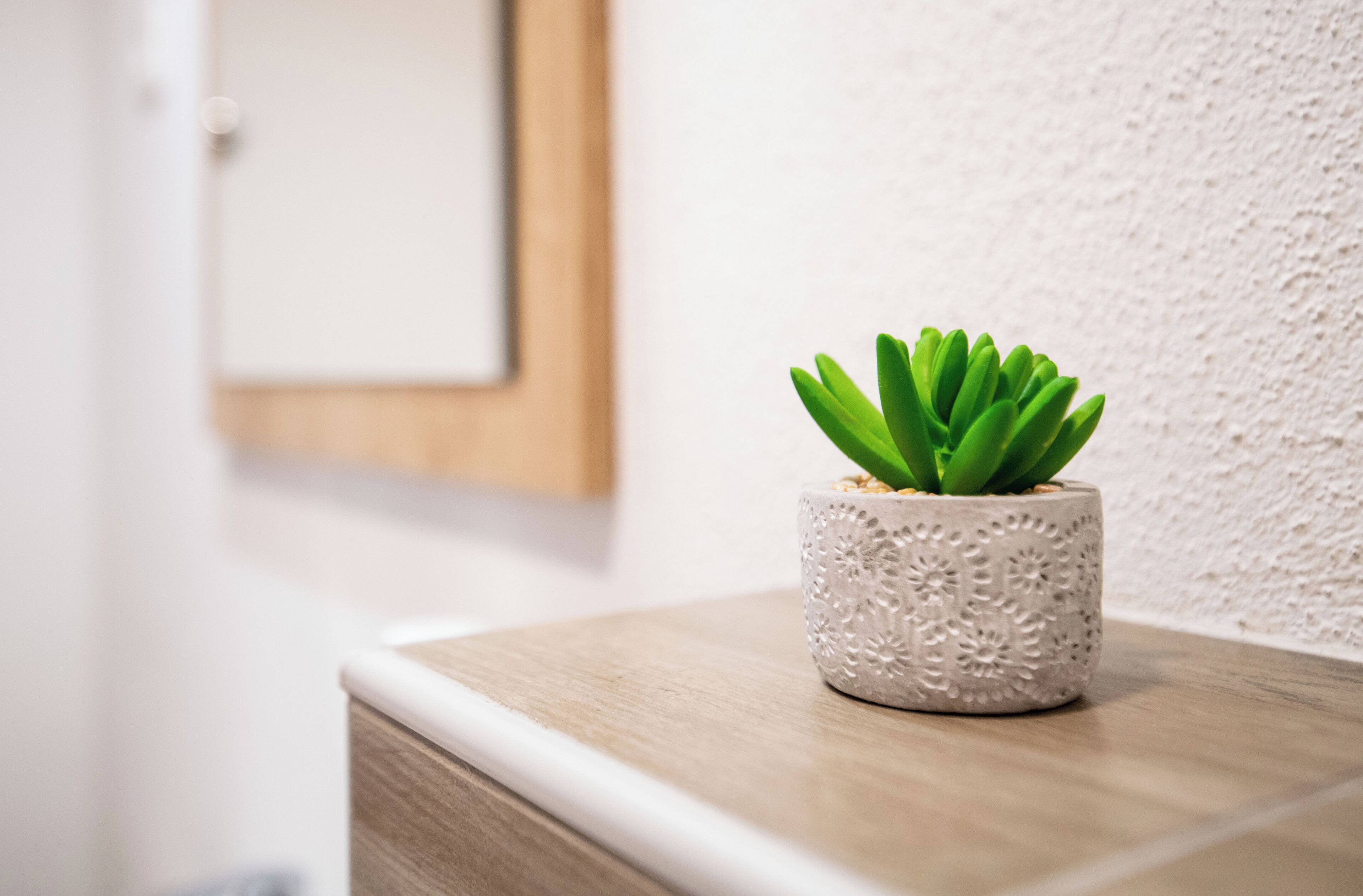 A potted succulent on a wooden surface with a textured wall and a framed picture in the background.