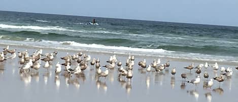 Strand