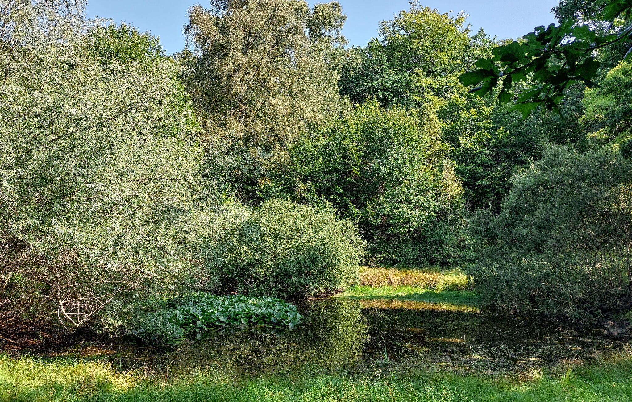 Un rigoglioso giardino con diverse piante e arbusti, un piccolo stagno e una zona erbosa.