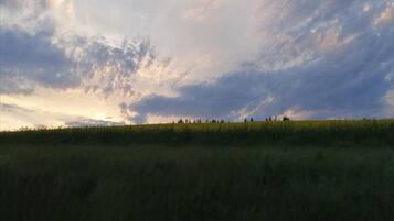 A field with a line of trees in the distance under a cloudy sky.