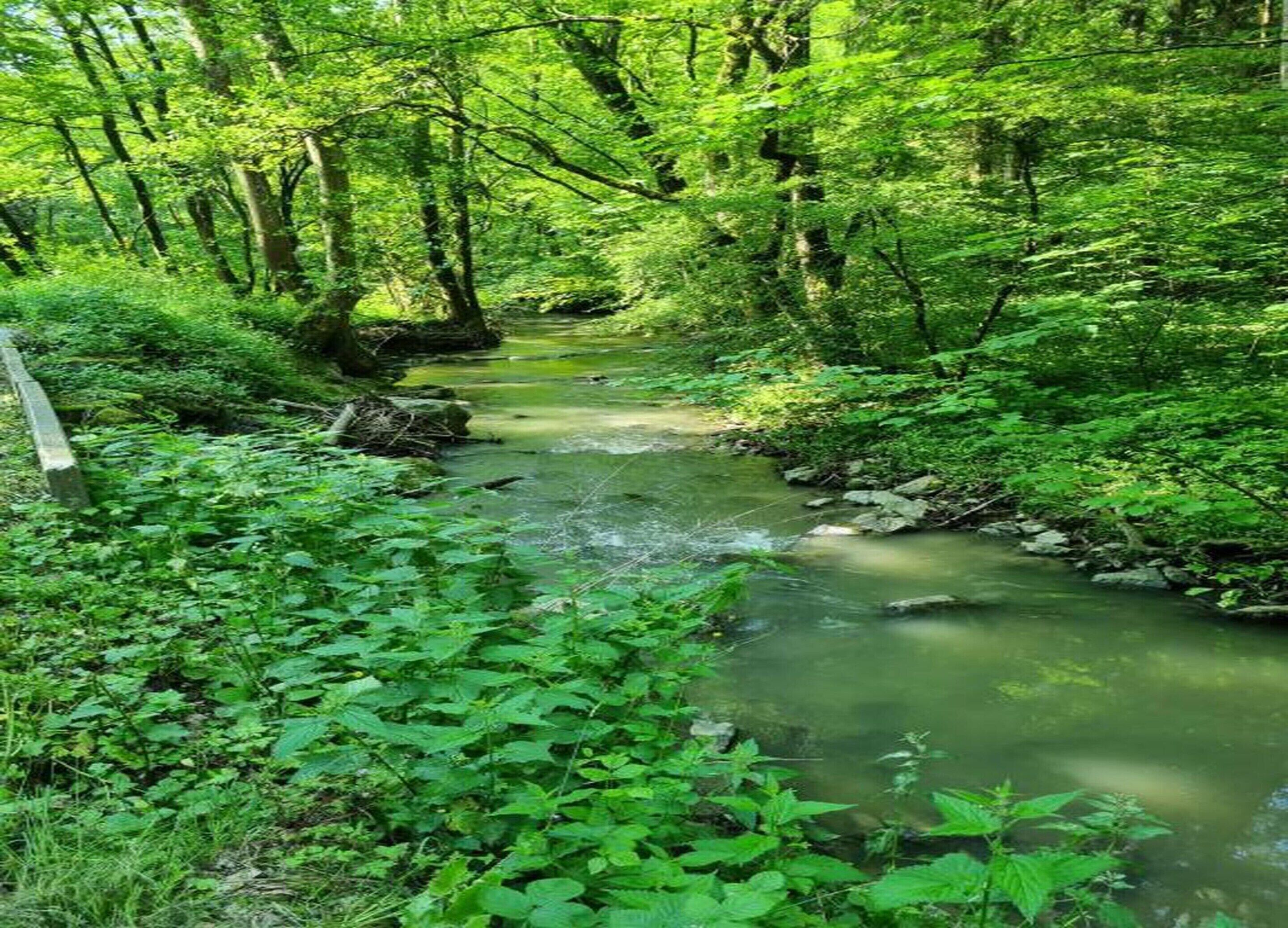 A forested area with a stream running through it.