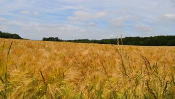 Un campo de trigo dorado bajo un cielo despejado.