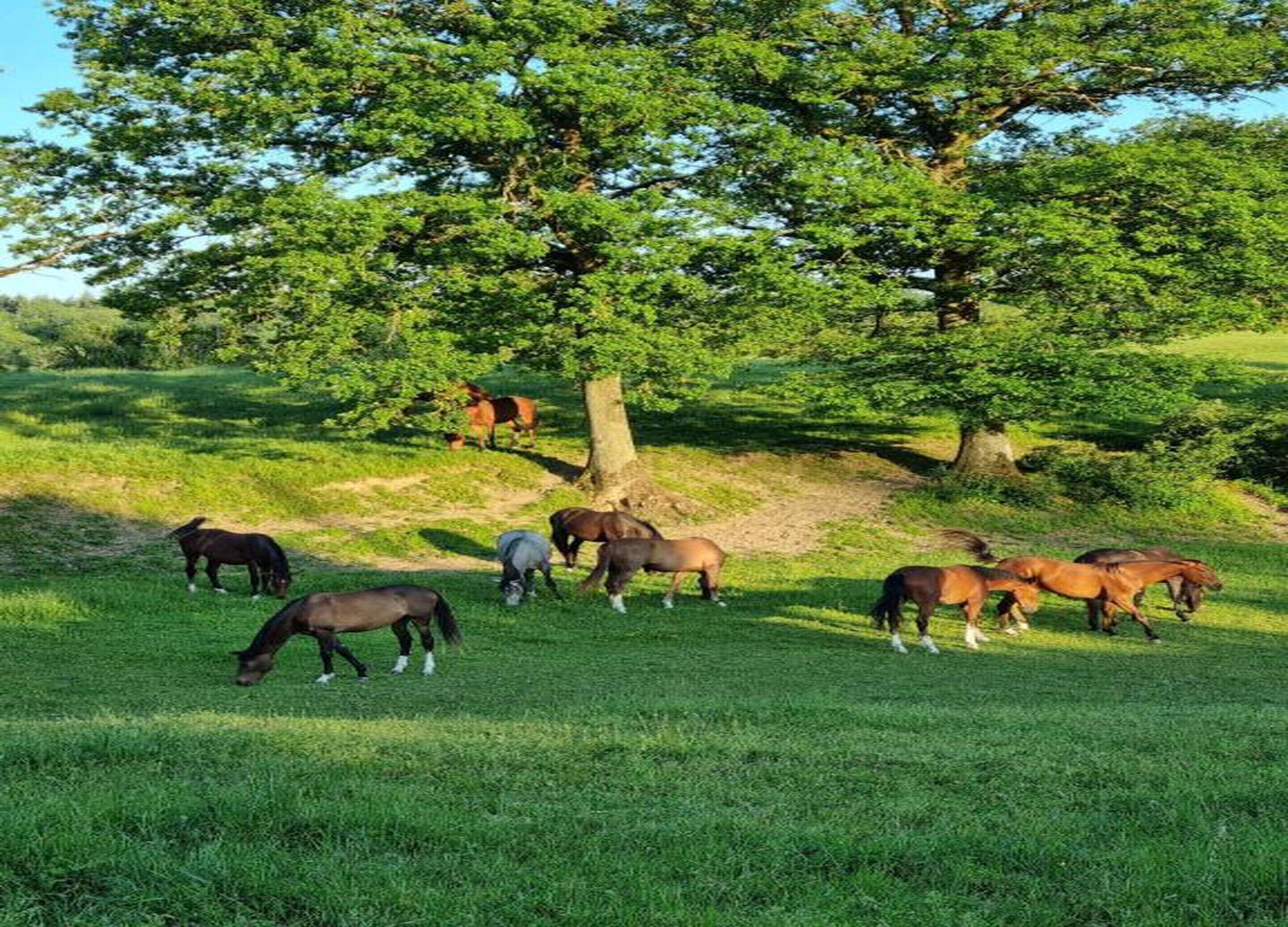 Un groupe de chevaux paît dans un champ herbeux, avec des arbres en arrière-plan.