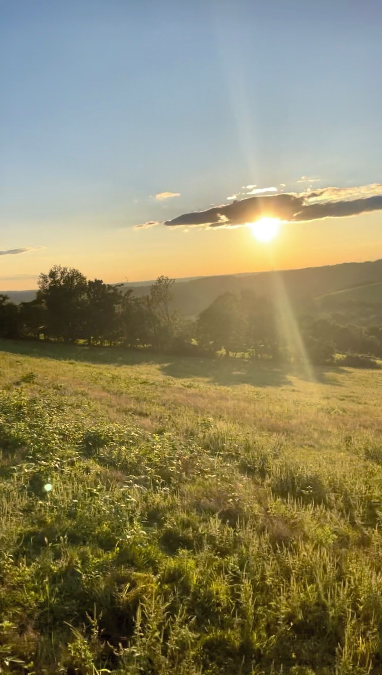 Un champ avec un coucher de soleil en arrière-plan.
