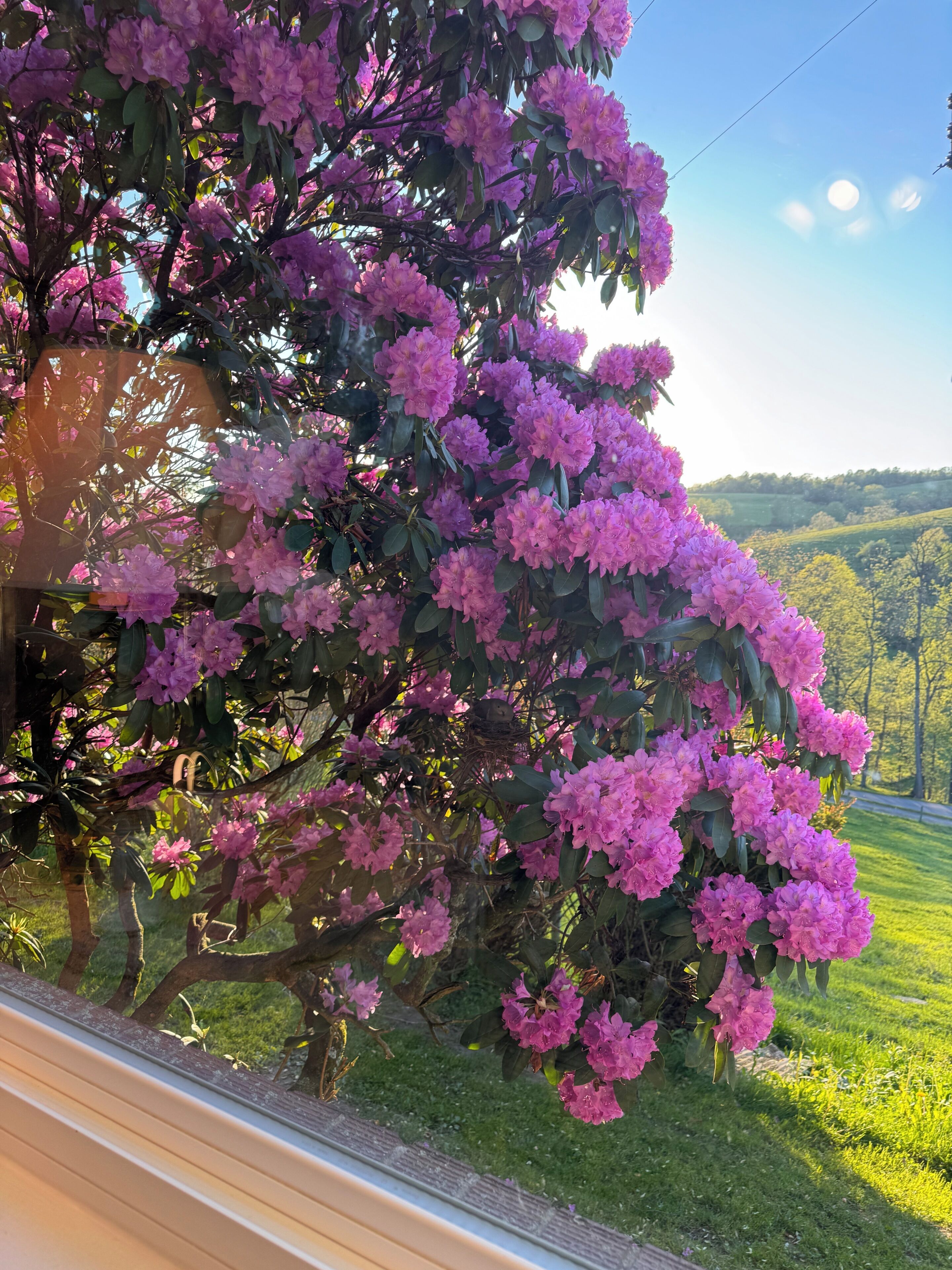 A tree with pink flowers and a view of a green landscape.
