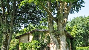 Uma casa de tijolos rústica, coberta de hera, rodeada por árvores grandes num jardim exuberante.