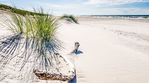 Uma praia arenosa com dunas e vegetação rasteira.