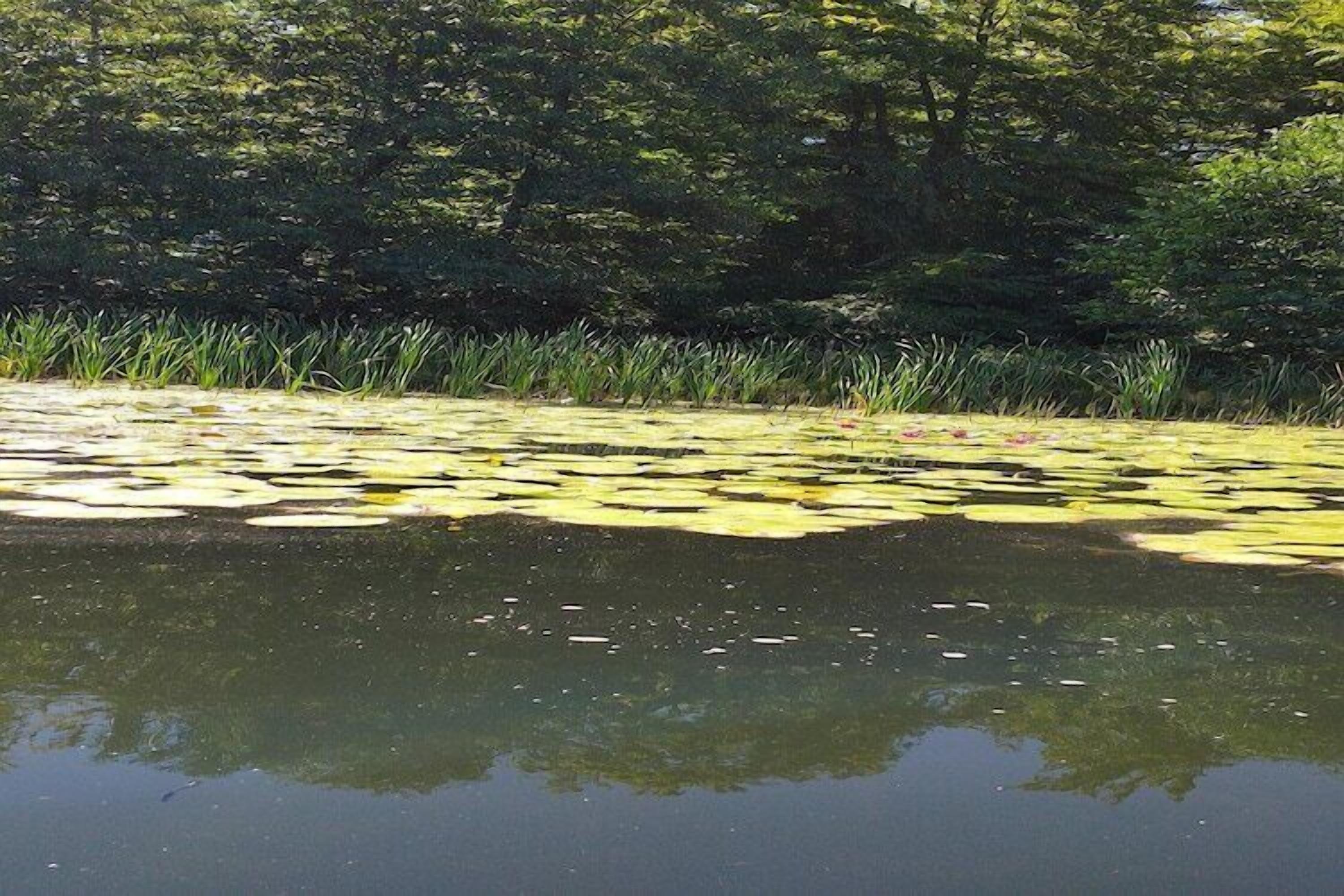 A pond with lily pads and surrounding greenery.