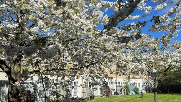 Zona residencial con árboles de flores blancas, césped verde y casas con ventanas y puertas visibles.