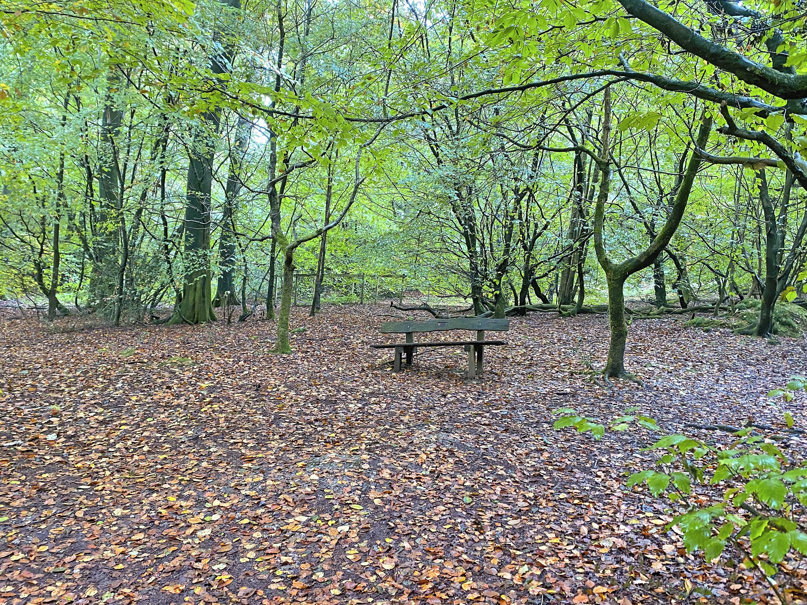 Une zone boisée avec un banc entouré d’arbres et de feuilles mortes.
