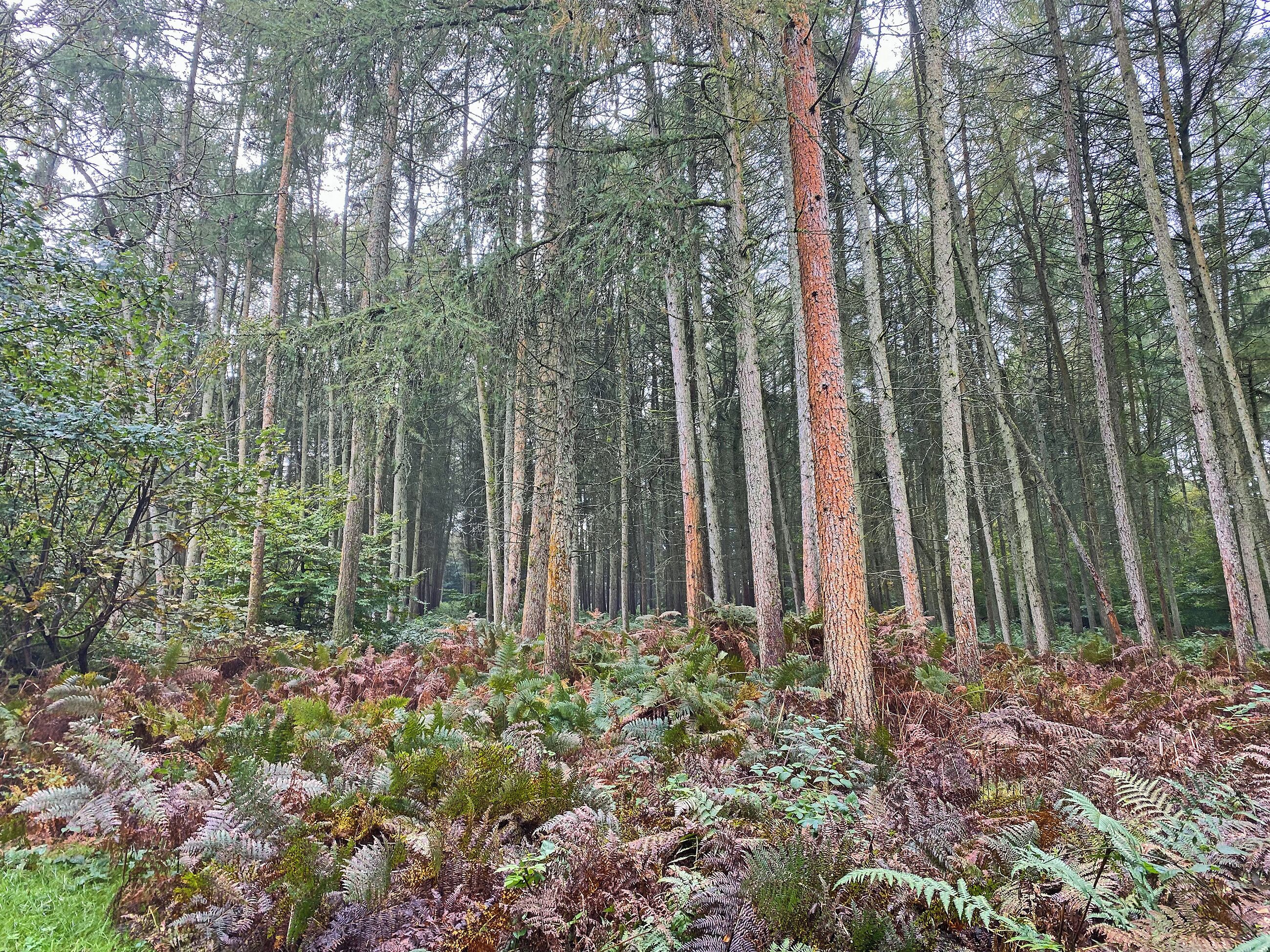 Una fitta foresta con alberi alti e felci.