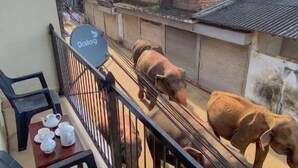 Un balcone con tavolo, sedie e vista su un edificio in mattoni e una mucca.