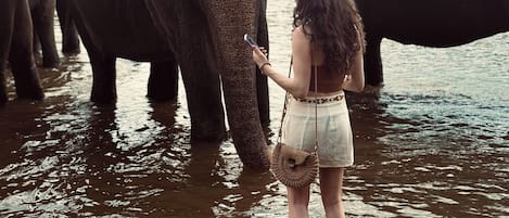 Safari
