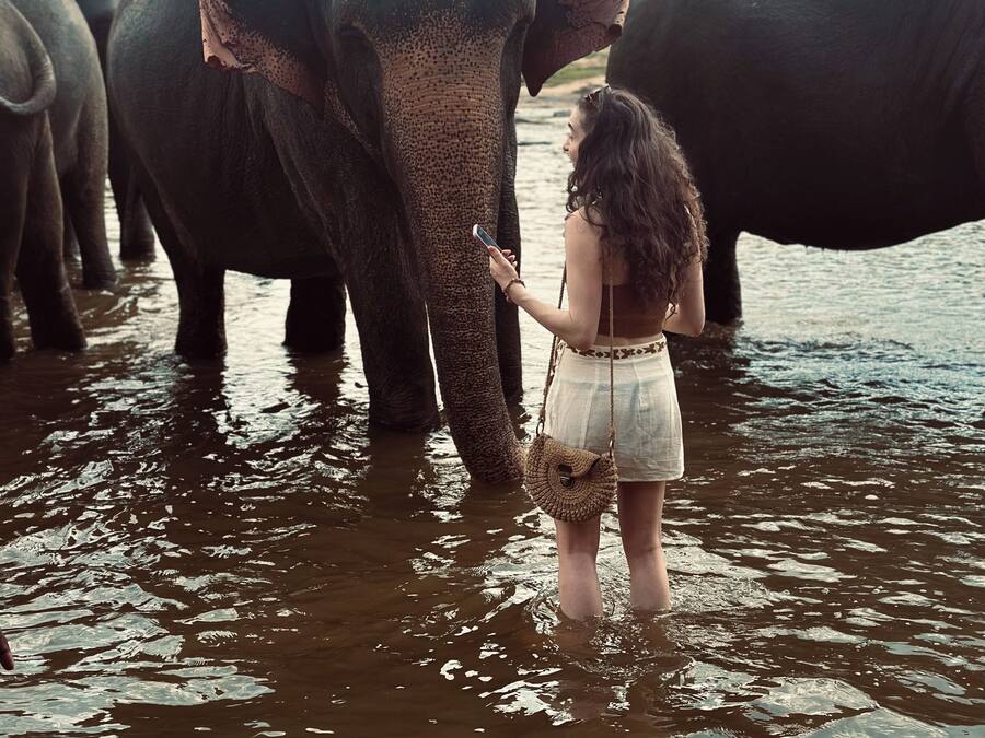 Safari