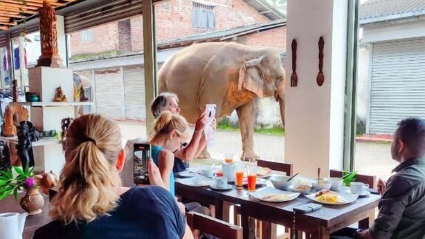 Zona pranzo con un grande elefante visibile dalla finestra, travi in legno al soffitto e una parete in mattoni.