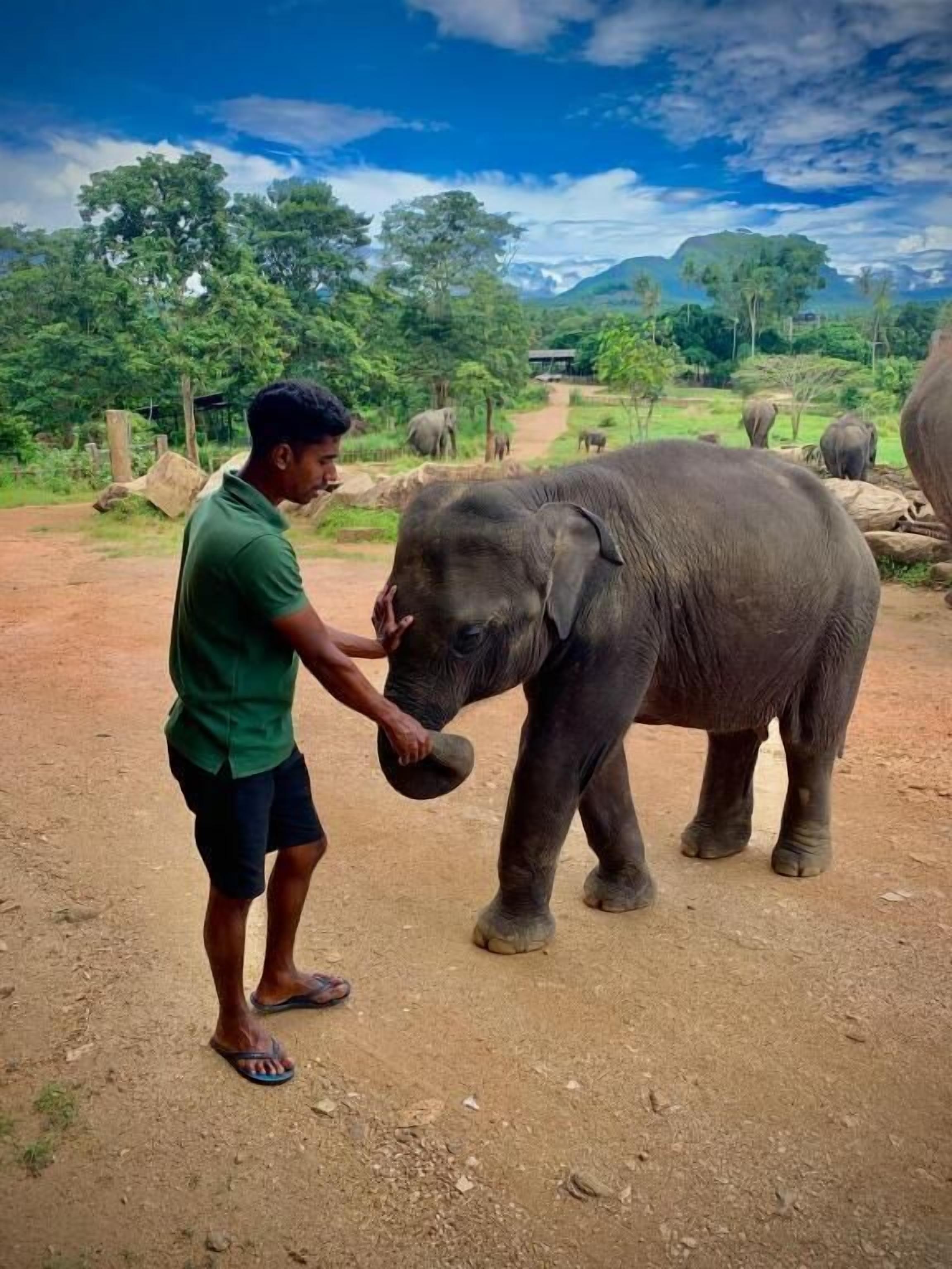 Un hombre interactuando con un elefante en un entorno natural, con árboles y colinas al fondo.