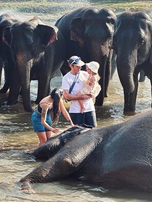 Safari - Elepath Lodge - Pinnawala (Pinnawala)