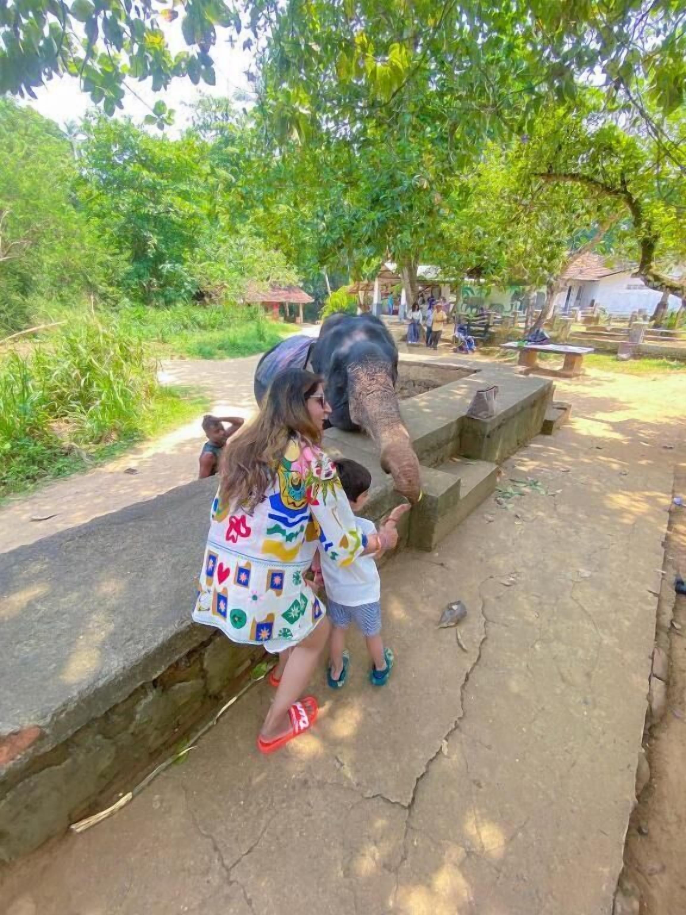 A person interacting with an elephant in an outdoor setting with trees and a concrete platform.