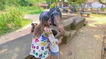 A person interacting with an elephant in an outdoor setting with trees and a concrete platform.
