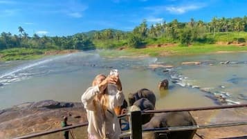 Safari