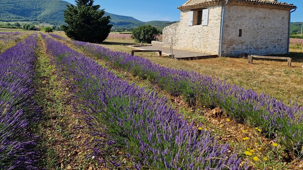Un edificio de piedra con tejado de tejas, rodeado de campos de lavanda y una montaña al fondo.