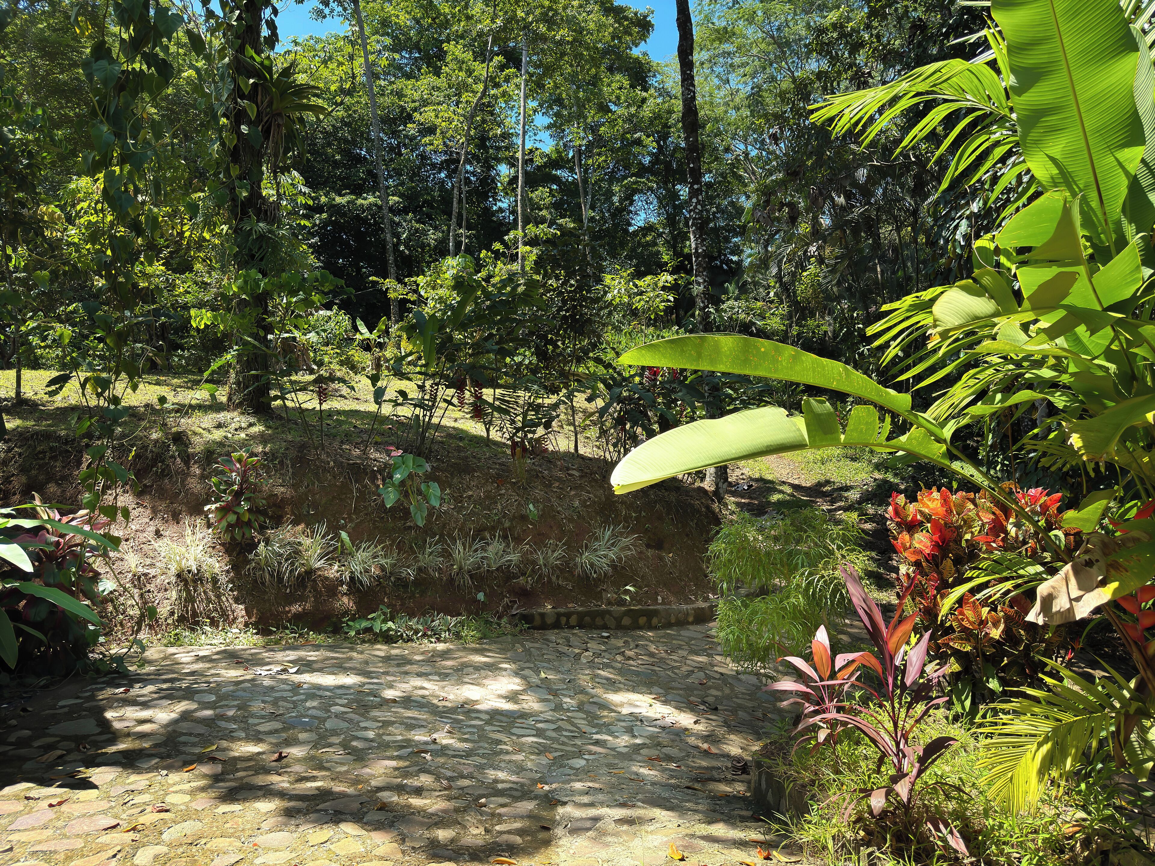 Un sentier pavé de pierres serpente à travers un jardin luxuriant, où poussent diverses plantes et arbres tropicaux.