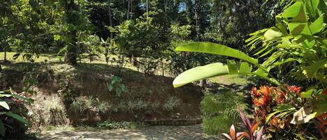 Un sentier pavé de pierres serpente à travers un jardin luxuriant, où poussent diverses plantes et arbres tropicaux.