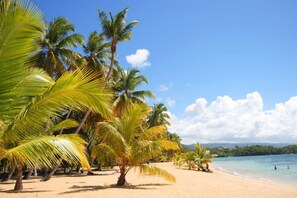 A beach with palm trees and a clear blue sky.