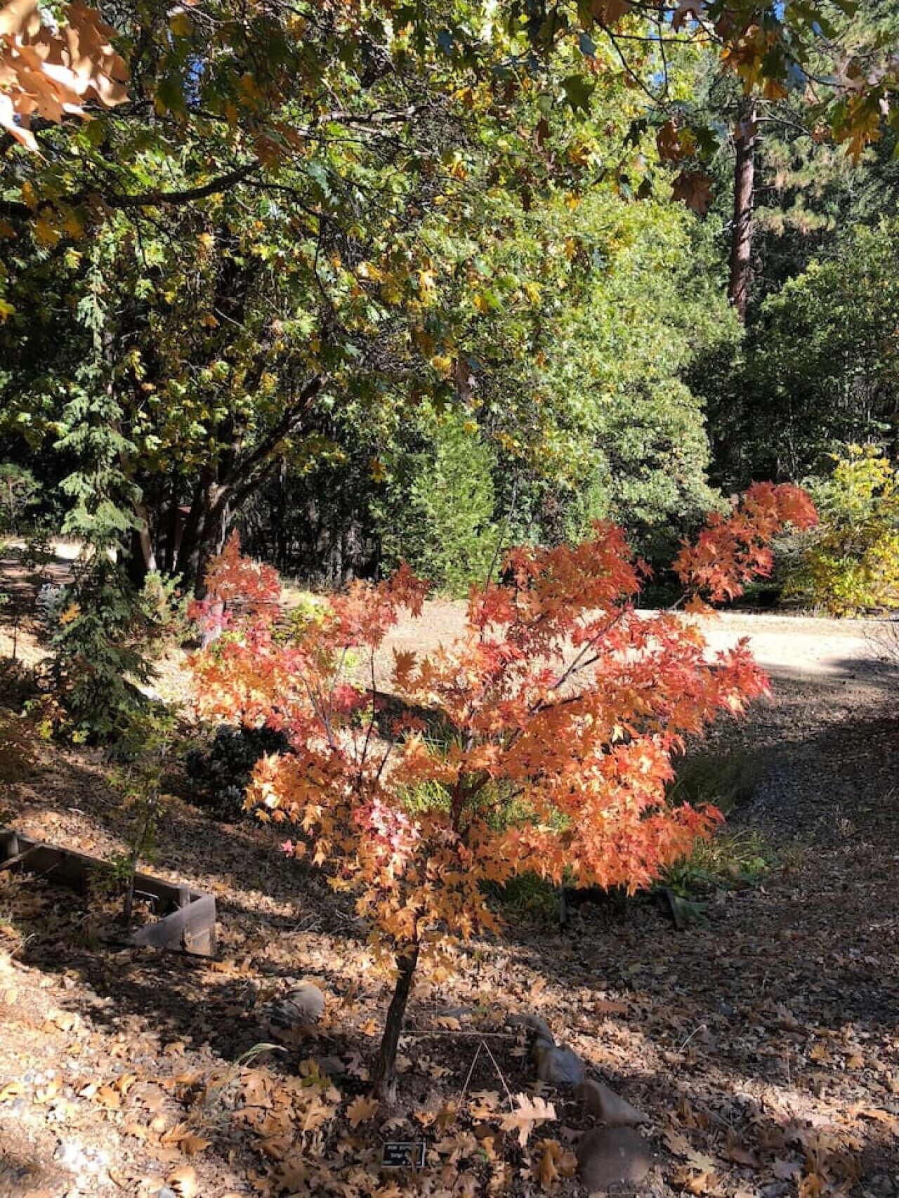 Un jardín con diversidad de árboles, incluyendo un llamativo arce de hojas rojas.