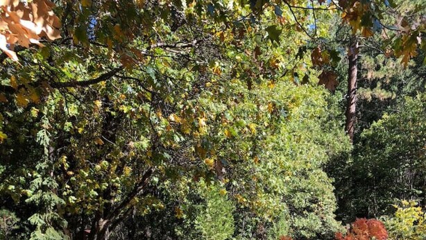 Un jardin où l’on trouve une grande variété d’arbres, dont un érable remarquable aux feuilles rouges.