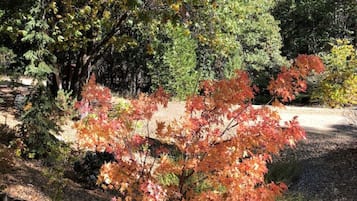 Un jardín con diversidad de árboles, incluyendo un llamativo arce de hojas rojas.