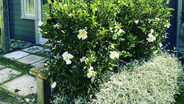 Et hus med en træpergola, en busk med hvide blomster og en stenbelagt sti.