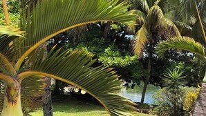Ein tropischer Garten mit Palmen und einem Gewässer.