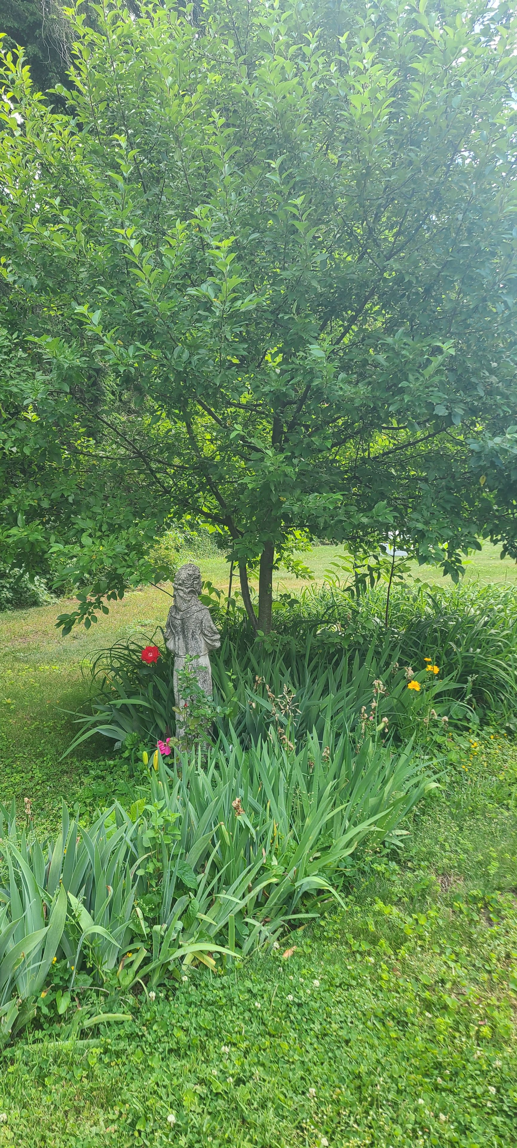 A garden with a statue, lush greenery, and a variety of plants.