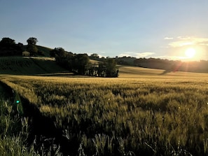 A field with a distant building and trees under a clear sky. - Ancient Country House With Swimming Pool (Senigallia)
