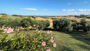 Ein Weinberg mit Rebenreihen und rosafarbenen Blüten im Vordergrund.
