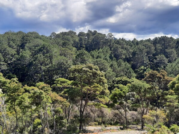 A dense forest with a variety of trees and a rocky ground.