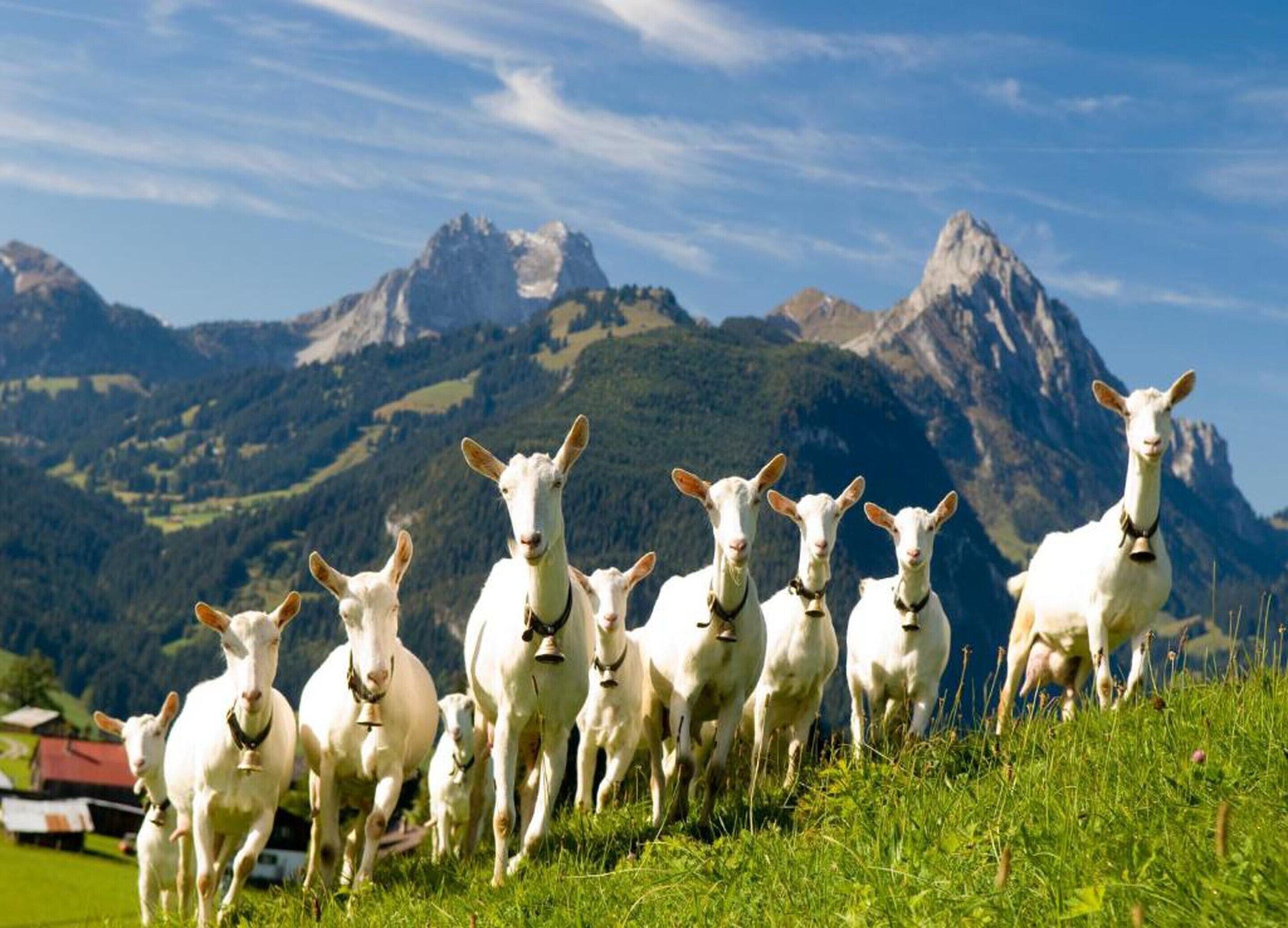 A group of white goats with bells on a grassy hillside with a mountainous backdrop.