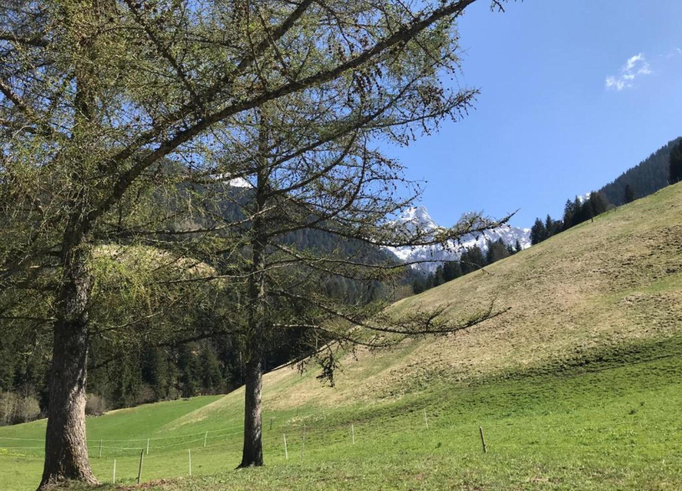 A grassy hillside with a tree and a mountain in the background.