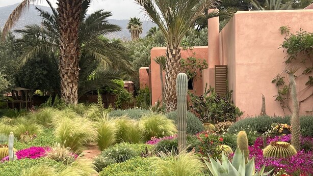 Een tuin met verschillende planten en cactussen, een palmboom en een gebouw met een roze gevel.